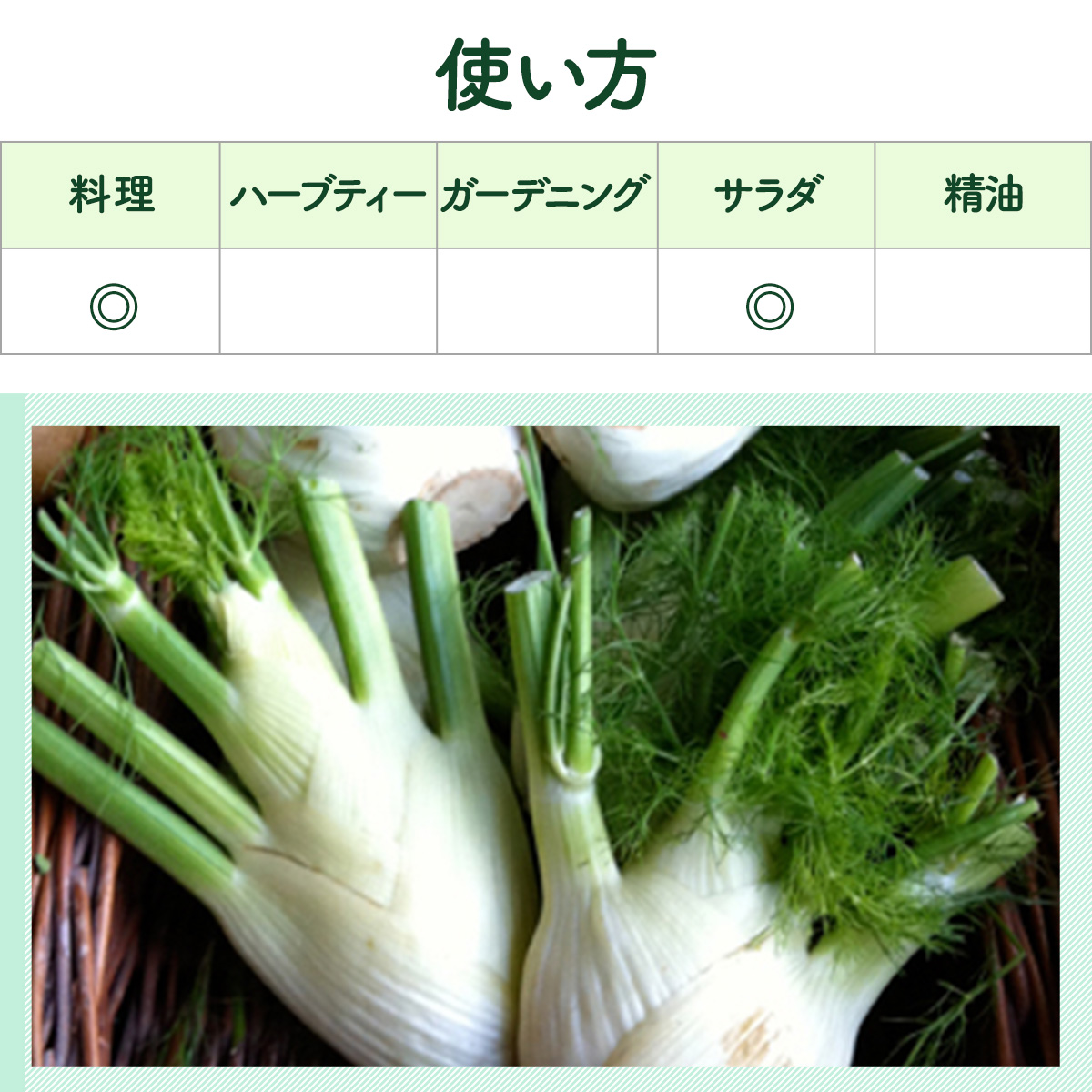 フェンネルの苗