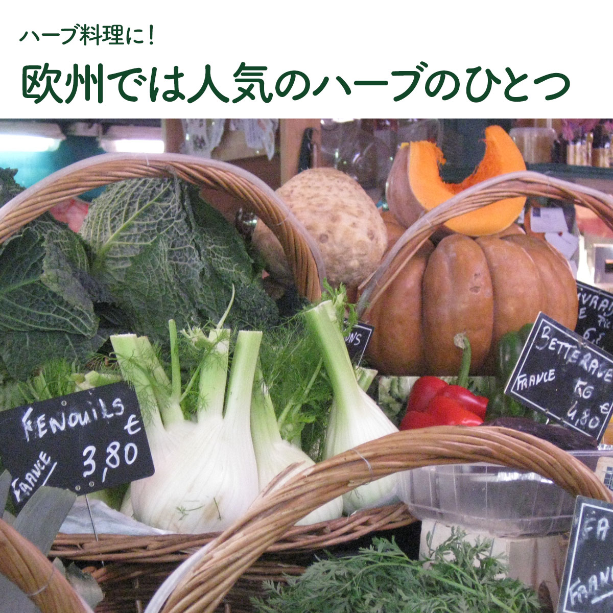 フェンネルの苗