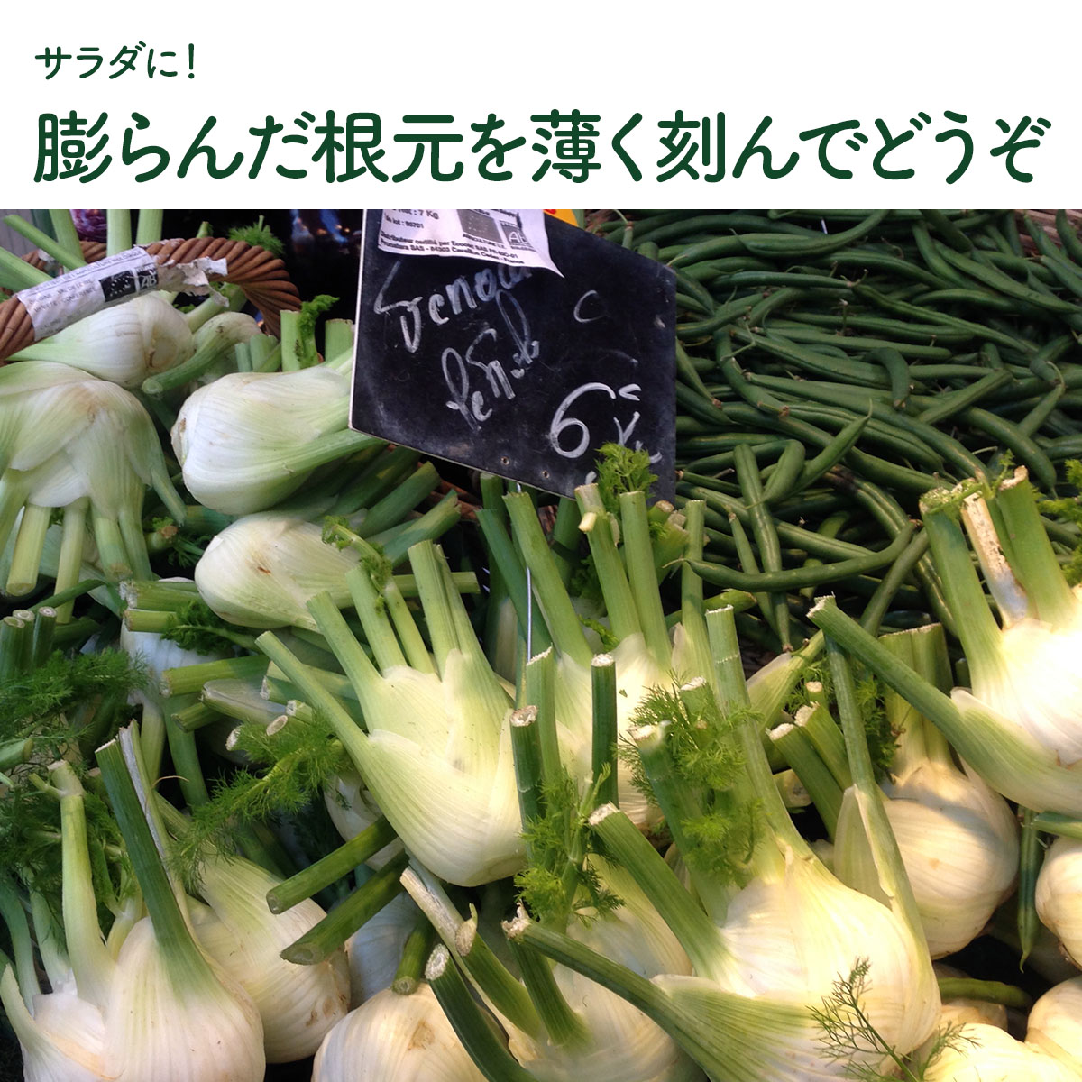 フェンネルの苗