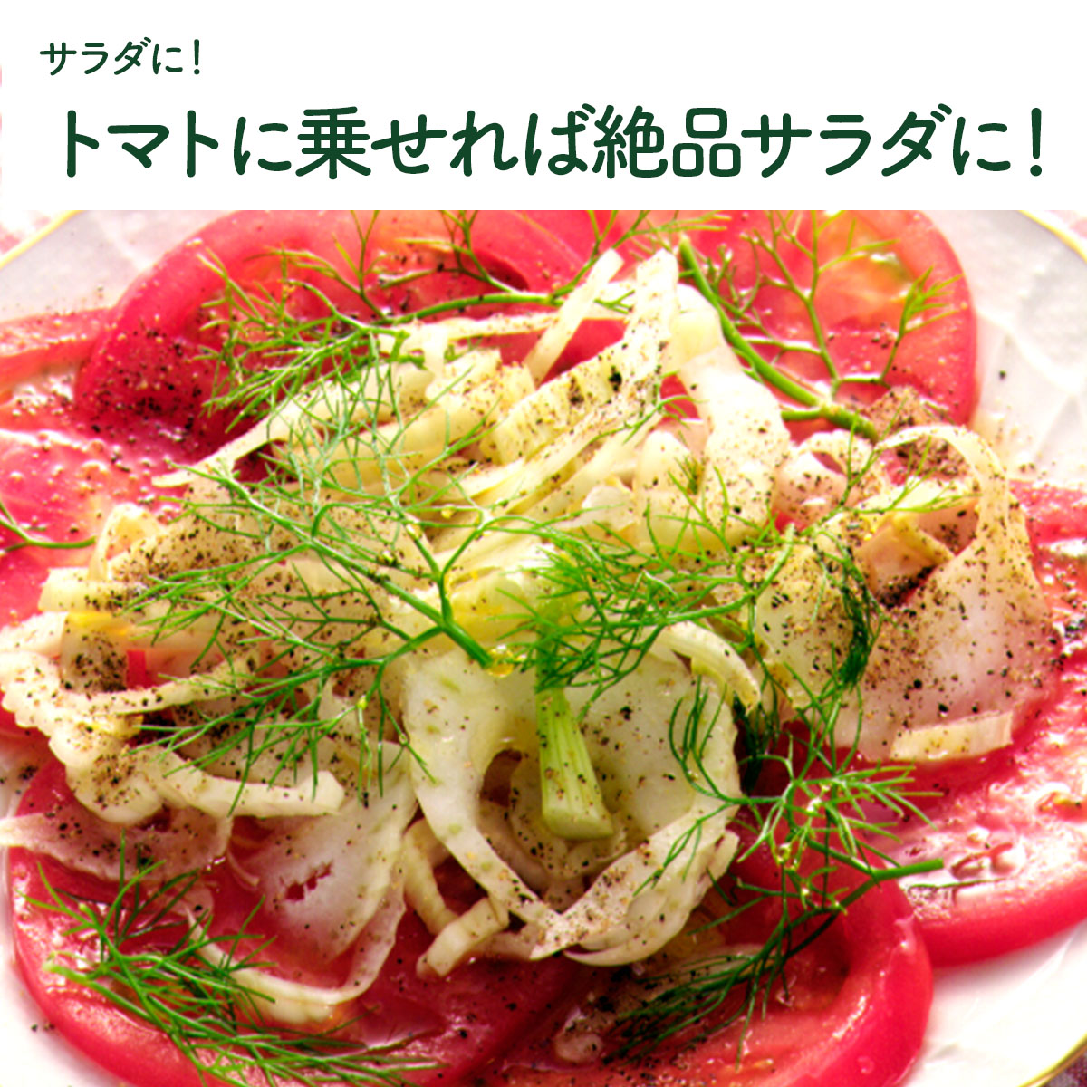 フェンネルの苗