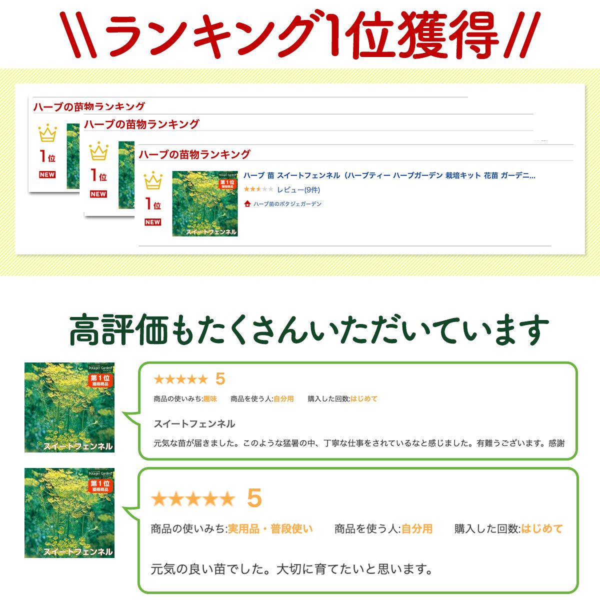 フェンネルの苗