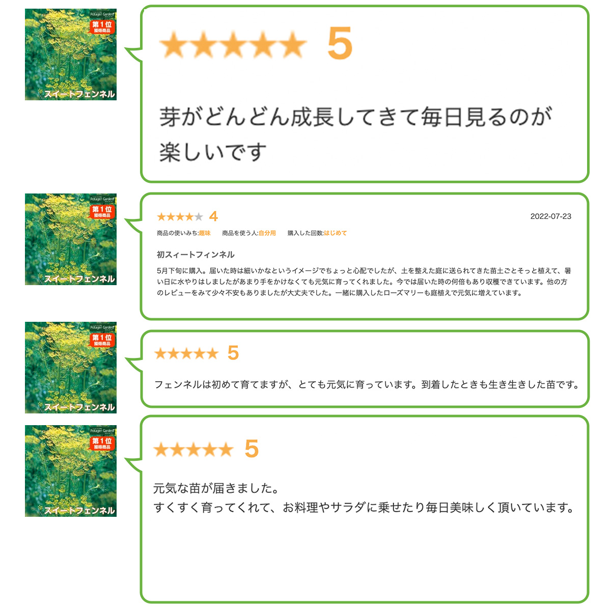 フェンネルの苗