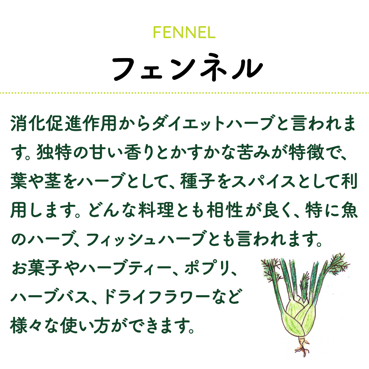 フェンネルの苗