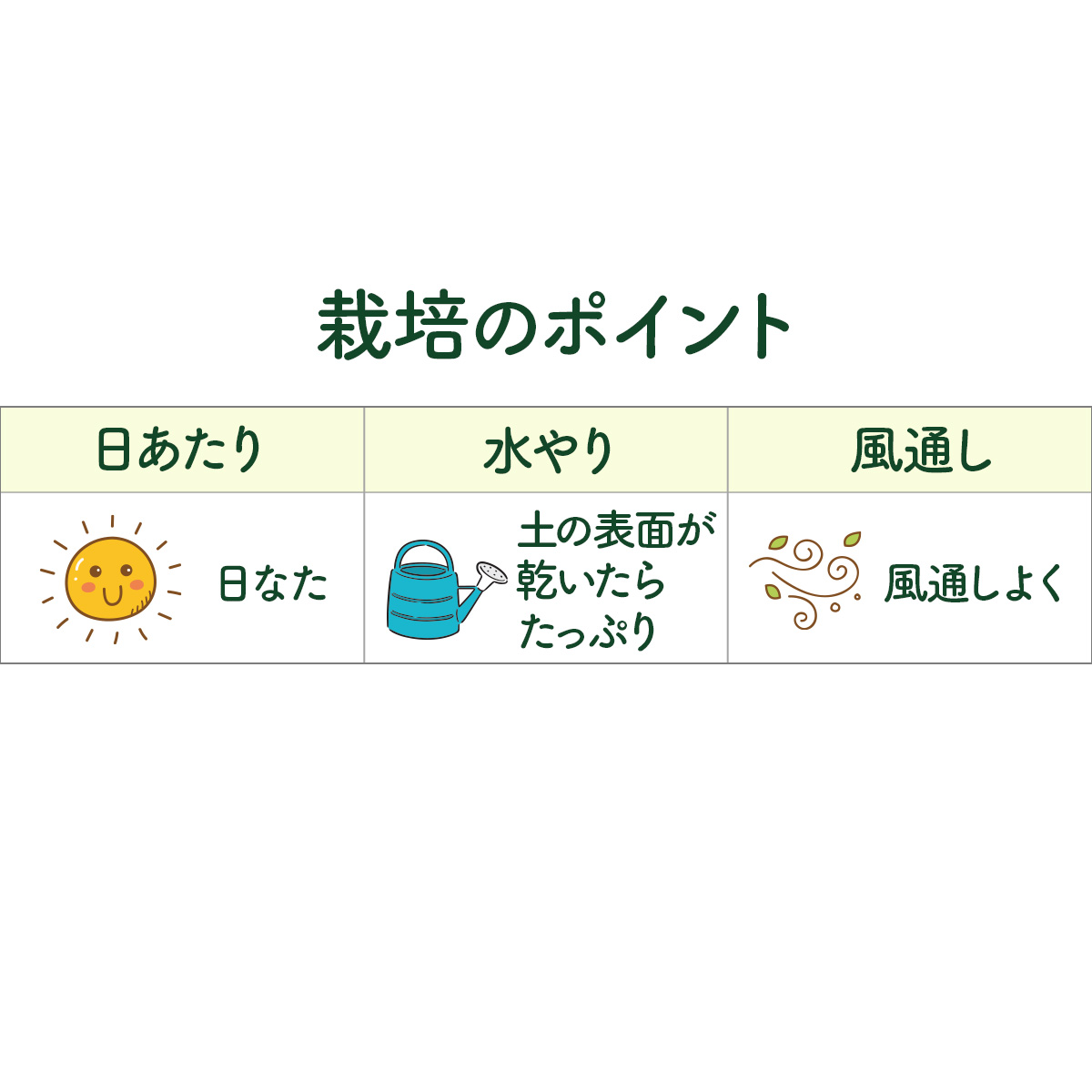 フェンネルの苗