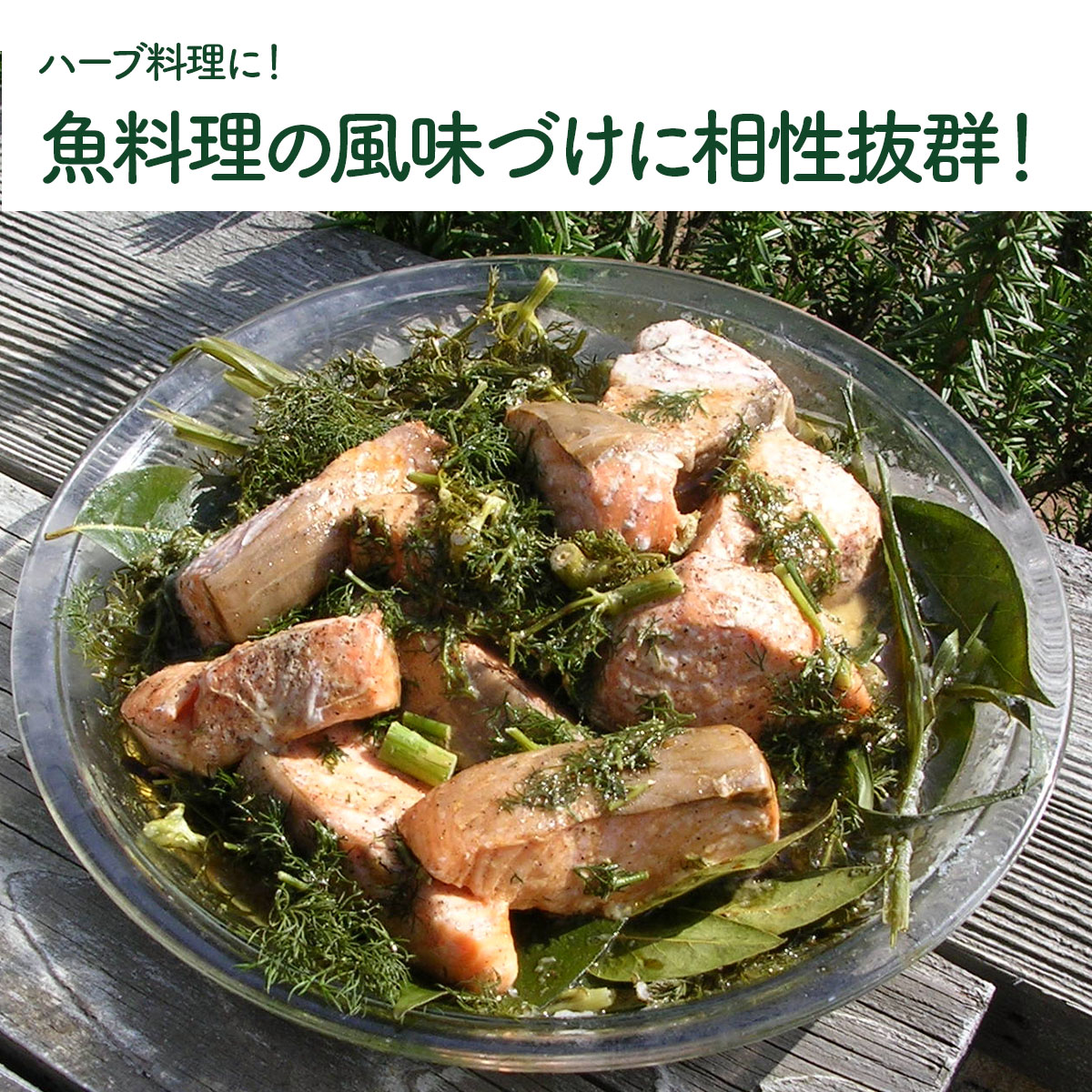 フェンネルの苗