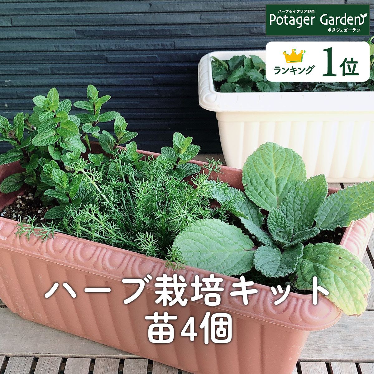 ハーブ栽培キット