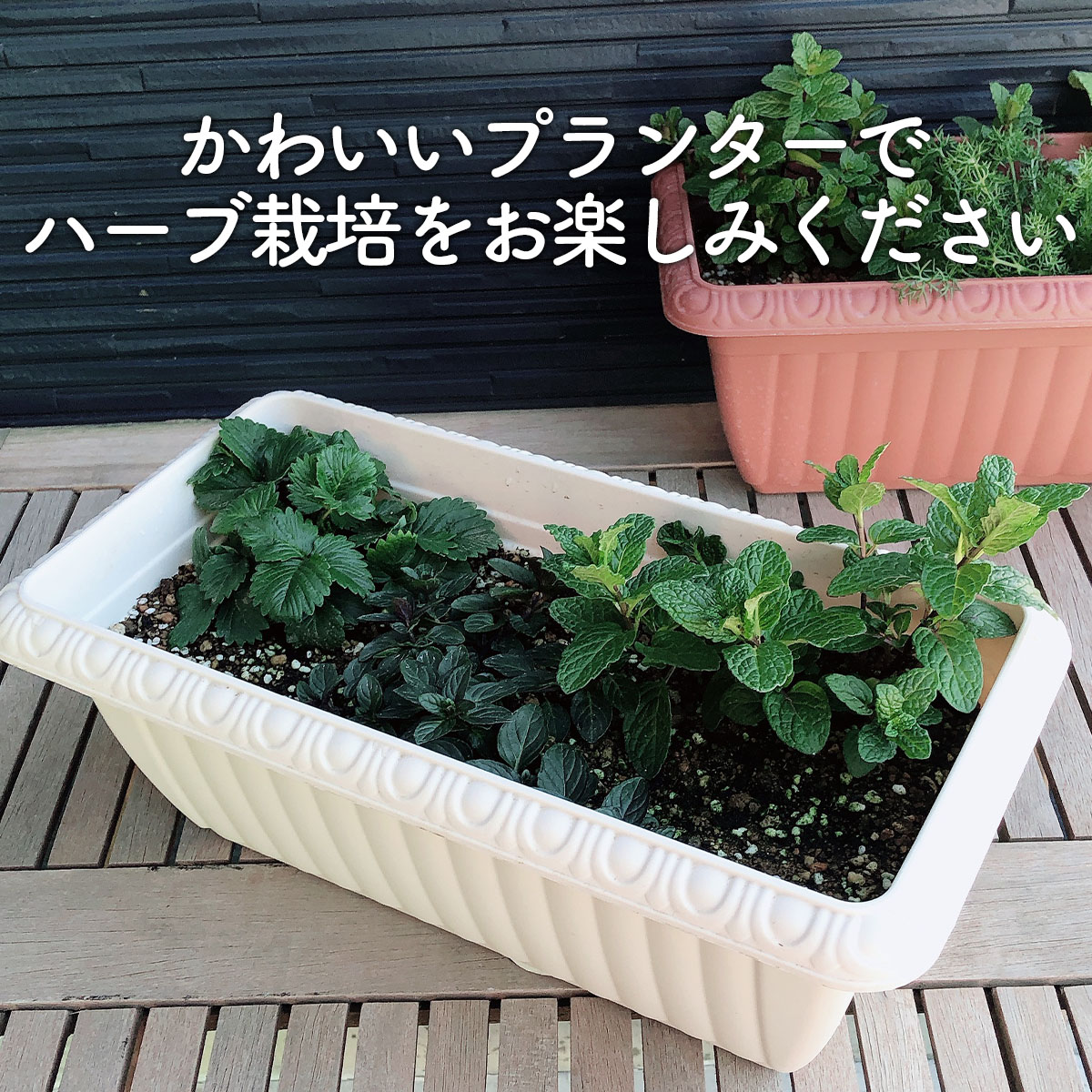 ハーブ栽培キット