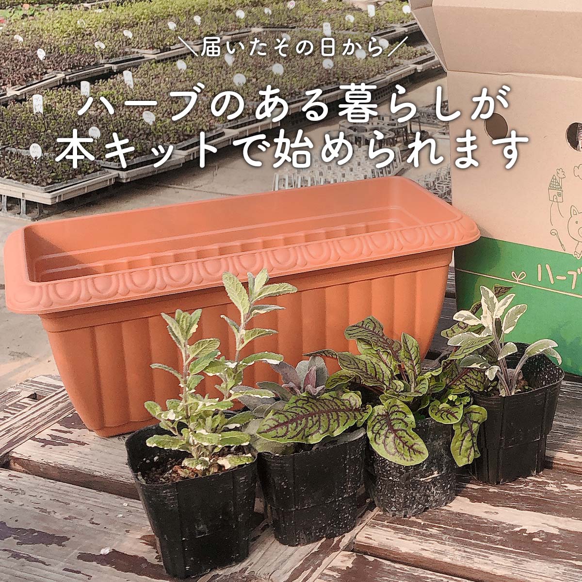 ハーブ栽培キット