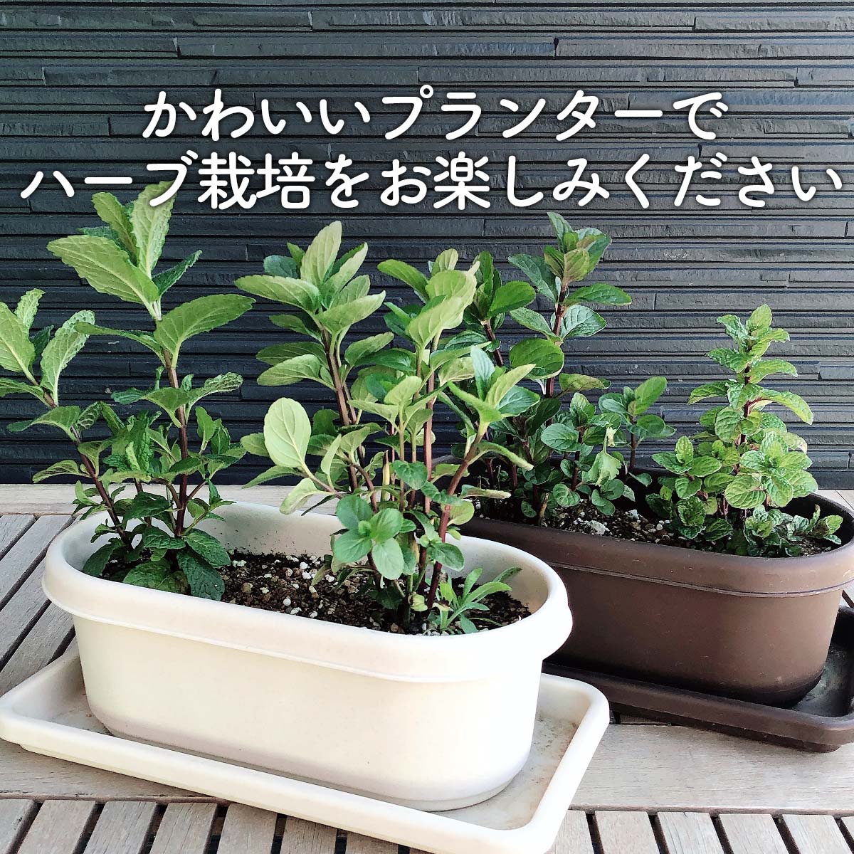 ハーブ栽培キット