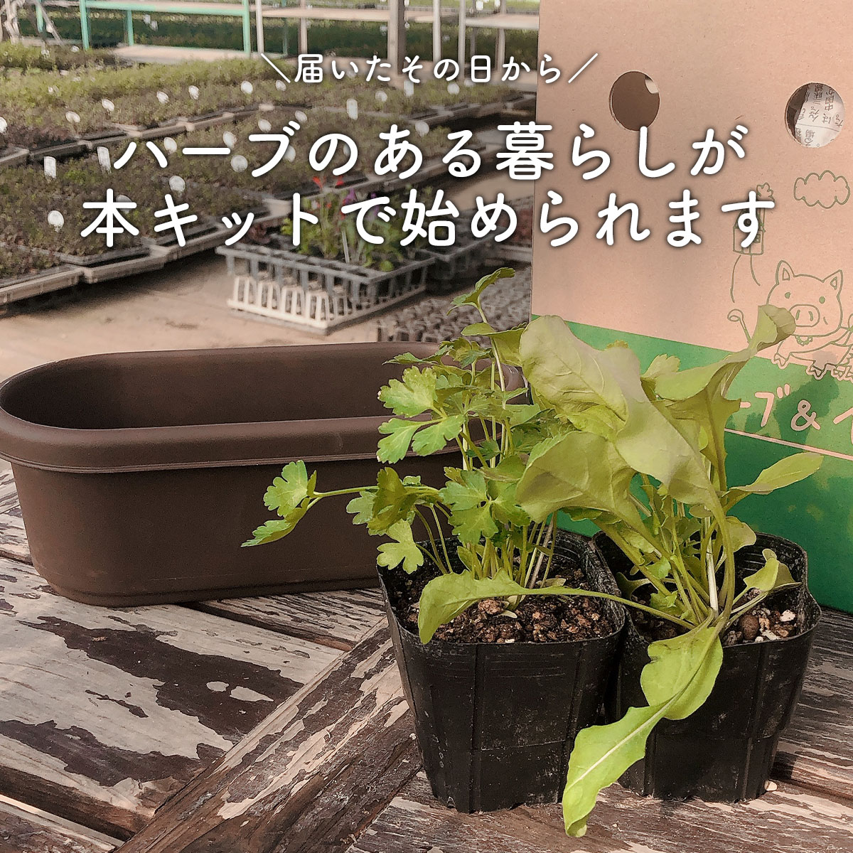 ハーブ栽培キット
