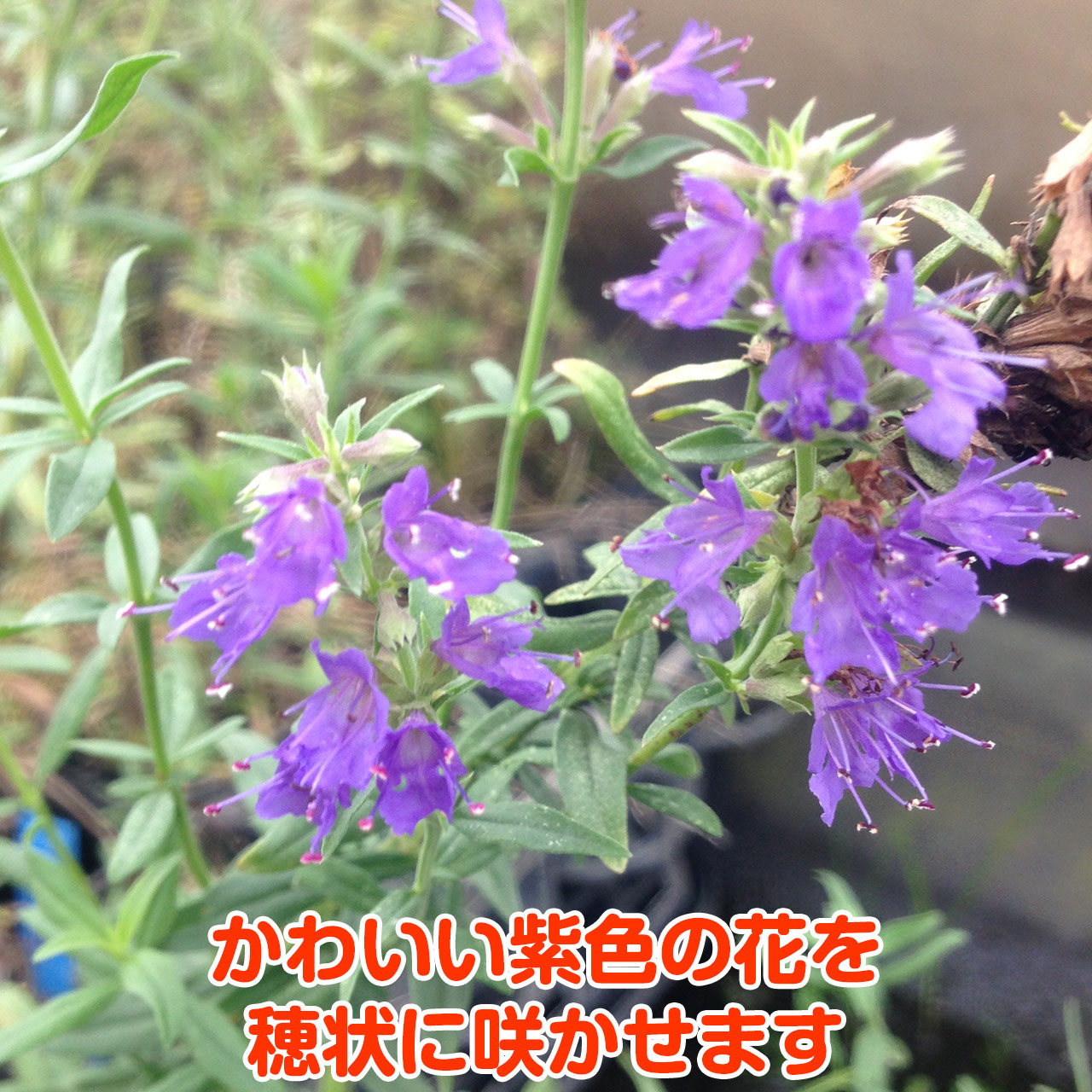 ハーブ 苗 ヒソップパープル 種類 栽培 ハーブガーデン ハーブティー 花 ガーデニング 栽培キット Hyssop Purple ハーブ苗のポタジェガーデン 通販 Yahoo ショッピング