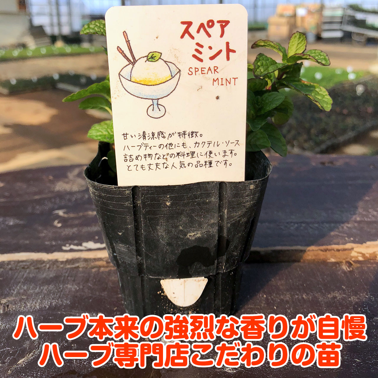 ハーブ 苗 スペアミント（種類 栽培 ハーブティー ハーブガーデン