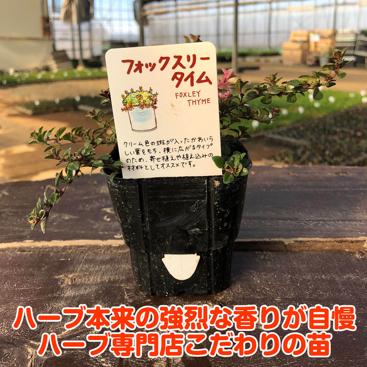 フォックスリータイム 10.5cm2個～【おうちで簡単！育てやすい