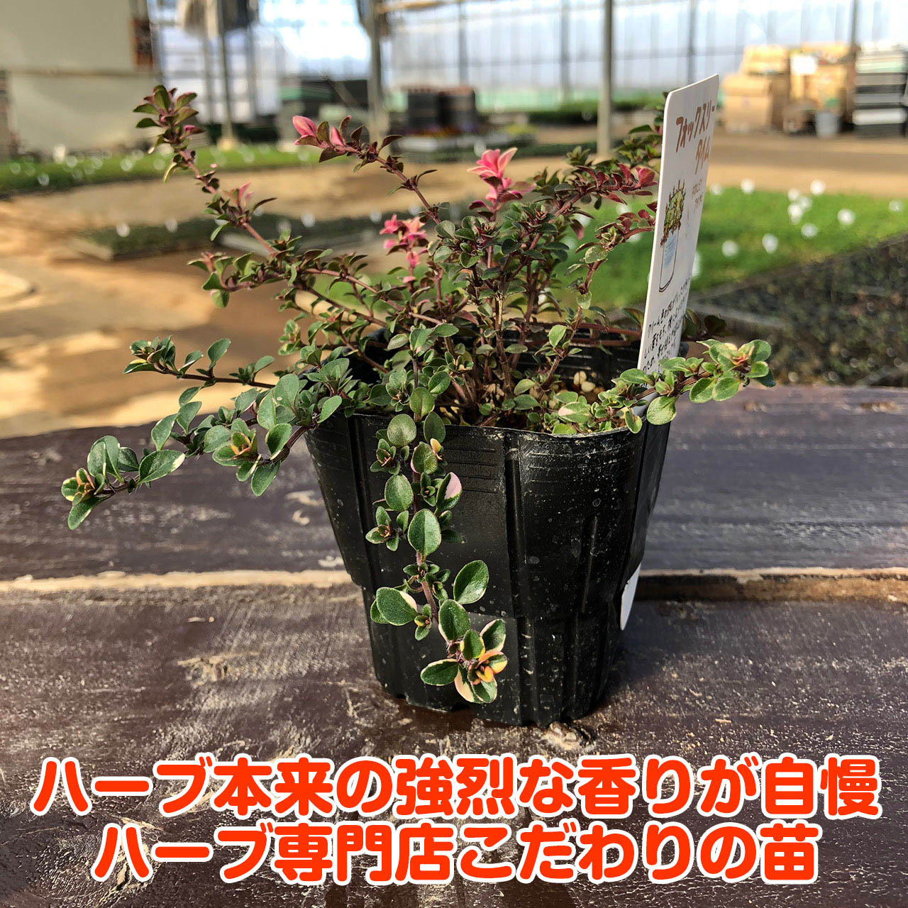 物品 ハーブ 苗 フォックスリータイム 種類 栽培 ハーブティー グランドカバー ハーブガーデン 花 ガーデニング 苗木 果樹 栽培キット Sarozambia Com