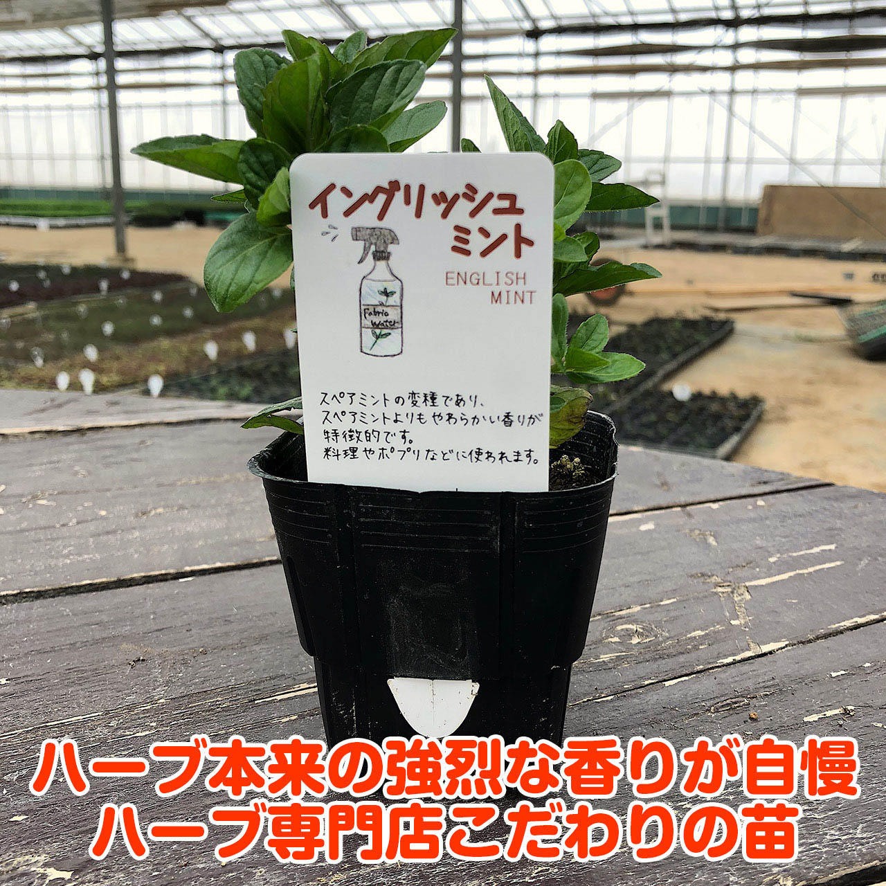 51 Off 観葉植物 ハーブ苗 ミント ペパーミント ホワイト ３号 １ポット 家庭菜園 Witravel It