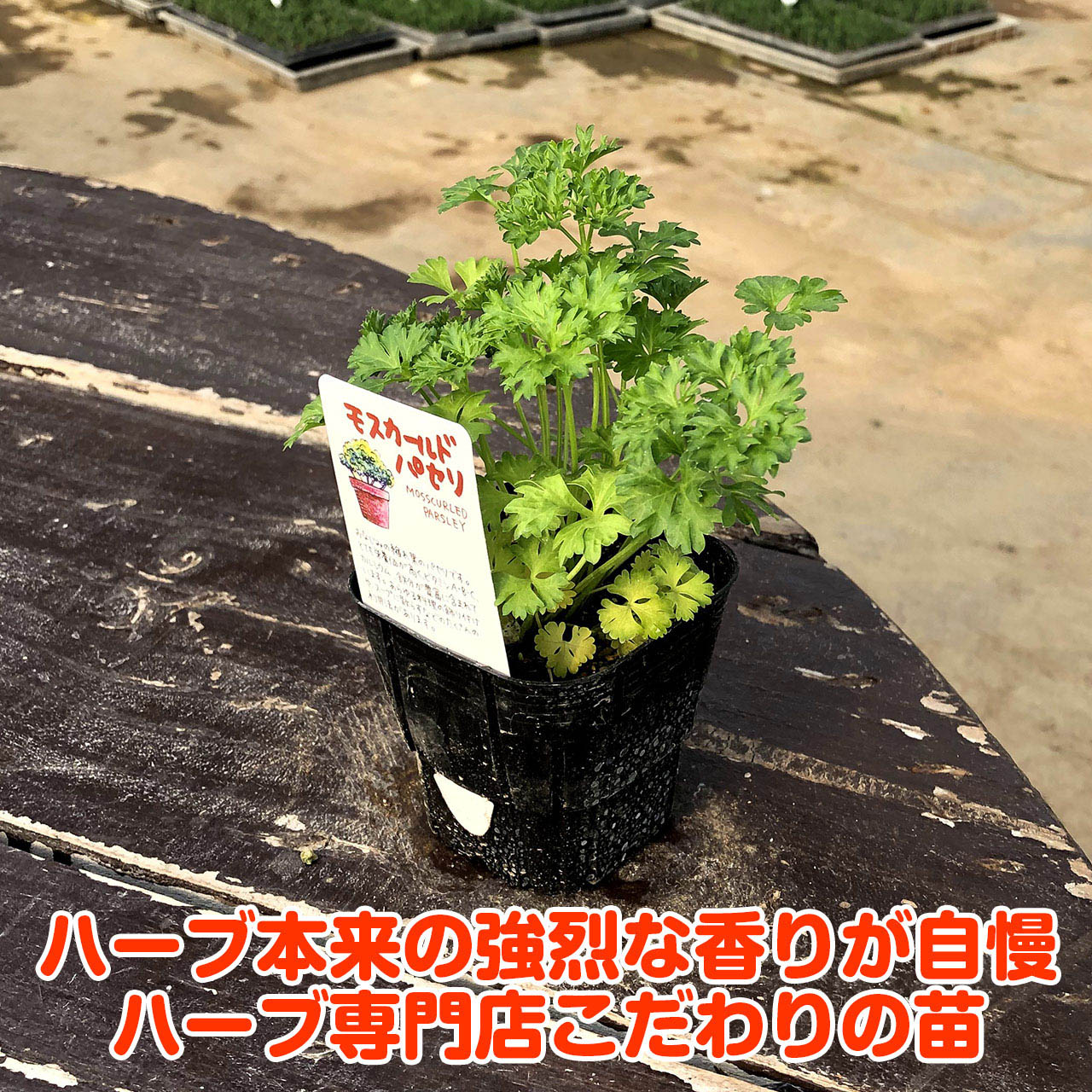 ハーブ 苗 モスカールドパセリ 種類 栽培 ハーブガーデン ハーブティー 花 ガーデニング 栽培キット Kitchen Pasley2 ハーブ苗のポタジェガーデン 通販 Yahoo ショッピング