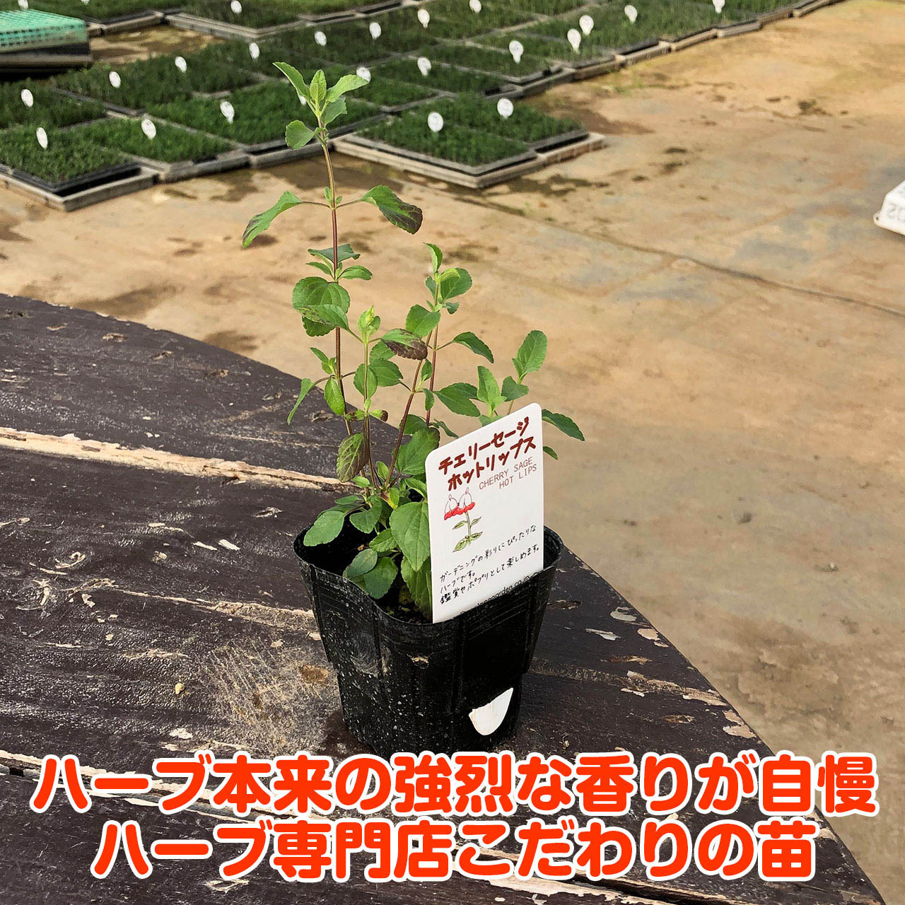 ハーブ 苗 チェリーセージ ホットリップス（種類 栽培 ハーブ
