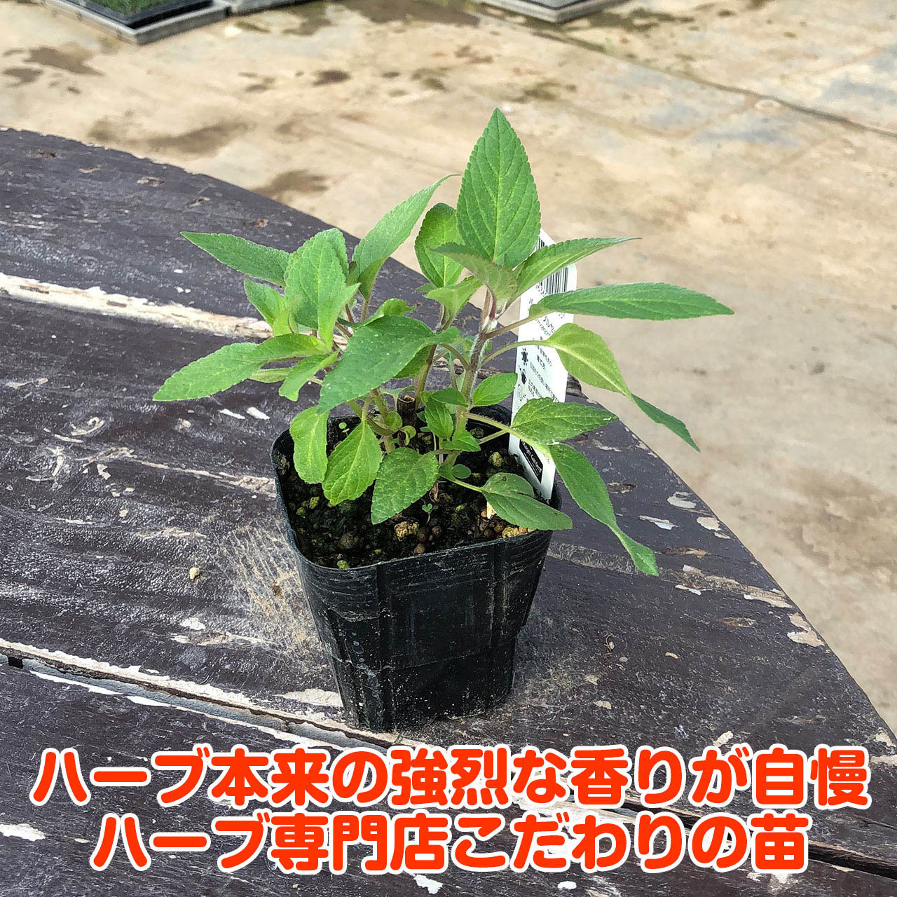 ハーブ 苗 パイナップルセージ 種類 栽培 ハーブティー ハーブガーデン 浄化 葉 花 ガーデニング 苗木 果樹 栽培キット Sage Pine ハーブ苗のポタジェガーデン 通販 Yahoo ショッピング ハーブ 苗 パイナップルセージ 種類 栽培 ハーブティー ハーブガーデン 浄化 葉 花 ガーデニング 苗木 果樹 栽培キット Sage Pine ハーブ苗のポタジェガーデン 通販 Yahoo ショッピング