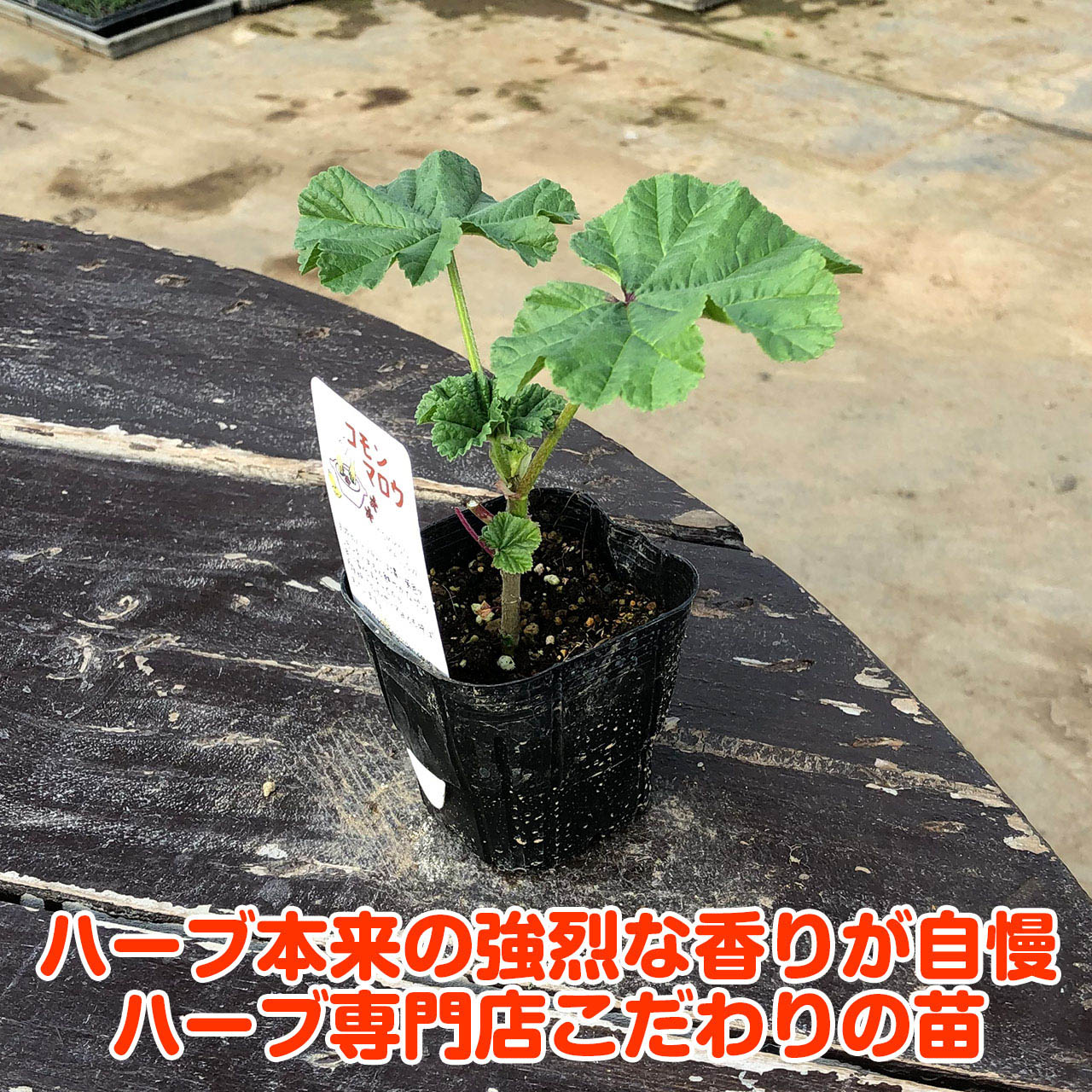 (ココチ)　ウスベニアオイ苗 ハーブ 苗 コモンマロー（種類 栽培 ハーブガーデン ハーブティー 花