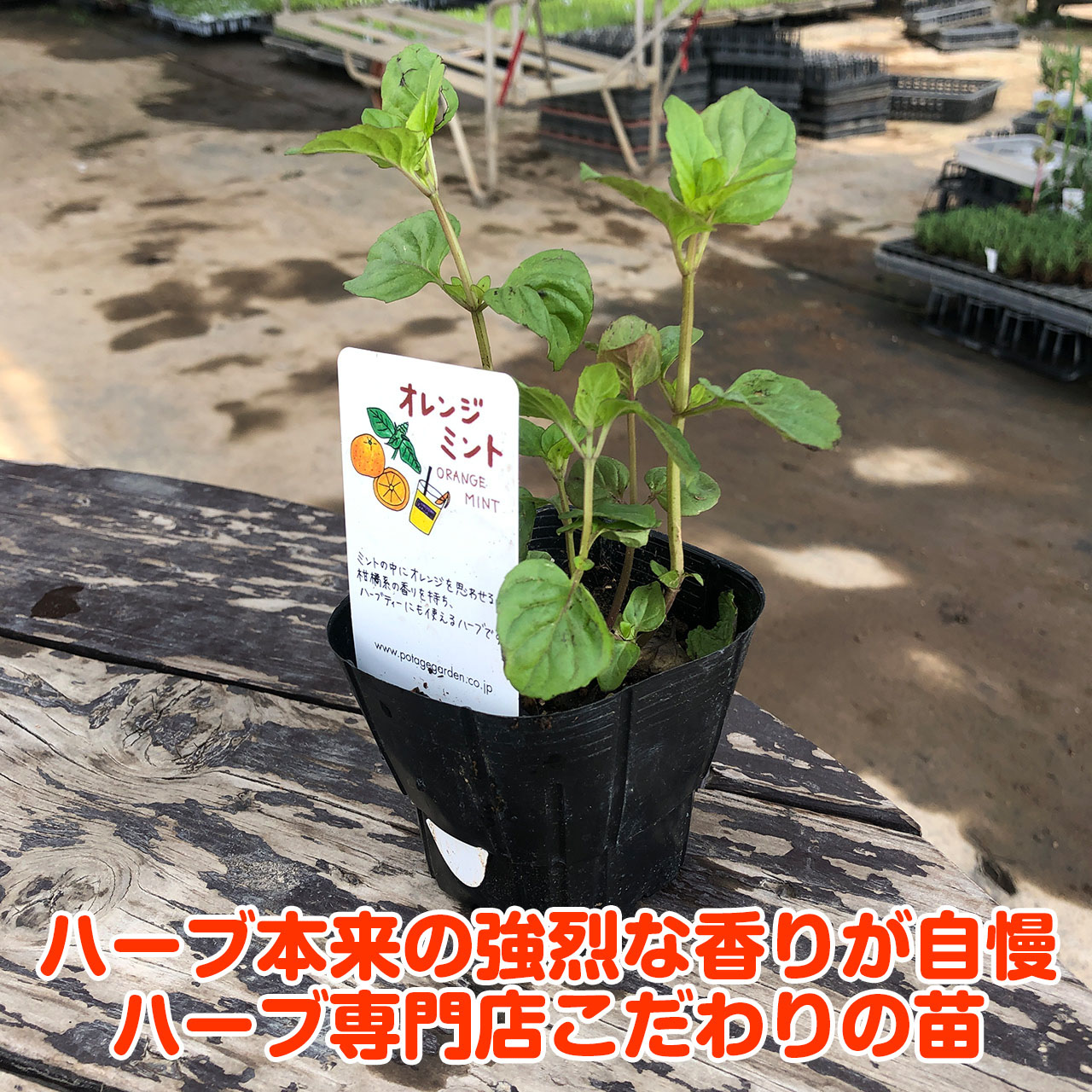 ハーブ 苗 オレンジミント 種類 栽培 ハーブティー ハーブガーデン ミントオイル 育て方 苗木 果樹 栽培キット 栽培セット Mint Orange ハーブ苗のポタジェガーデン 通販 Yahoo ショッピング ハーブ 苗 オレンジミント 種類 栽培 ハーブティー ハーブガーデン ミントオイル 育て方 苗木 果樹 栽培キット 栽培セット Mint Orange ハーブ苗のポタジェガーデン 通販 Yahoo ショッピング