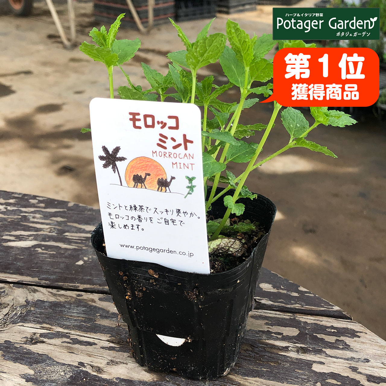 ハーブ 苗 モロッコミント ミントティー 種類 栽培 ハーブガーデン ミントオイル 育て方 苗木 果樹 栽培キット 栽培セット Mint Morocco ハーブ苗のポタジェガーデン 通販 Yahoo ショッピング ハーブ 苗 モロッコミント ミントティー 種類 栽培 ハーブガーデン ミントオイル 育て方 苗木 果樹 栽培キット 栽培セット Mint Morocco ハーブ苗のポタジェガーデン 通販 Yahoo ショッピング