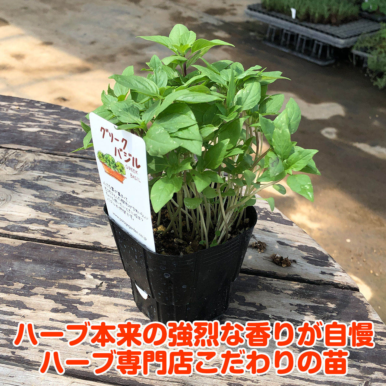 ハーブ 苗 グリークバジル（種類 栽培 ハーブガーデン ハーブティー 花