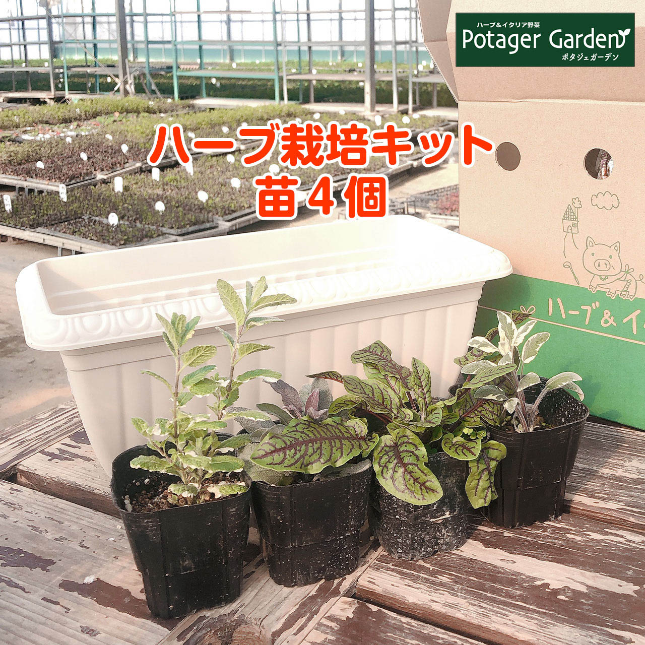 ハーブ 栽培キット 種類 栽培 苗 種 寄せ植え 初心者 花 ハーブティー ハーブガーデン 送料無料 レリーフプランター 白 Herb Kit3b ハーブ苗のポタジェガーデン 通販 Yahoo ショッピング