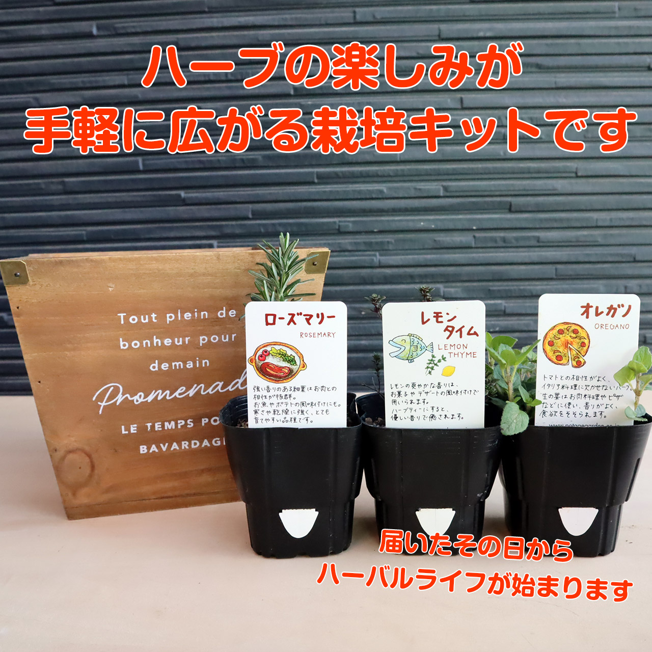 ハーブ 栽培キット ナチュラルウッド 四角 3個 種類 栽培 苗 種 寄せ植え 初心者 花 ハーブティー ハーブガーデン 送料無料 Kit 4708 A Br ハーブ苗のポタジェガーデン 通販 Yahoo ショッピング