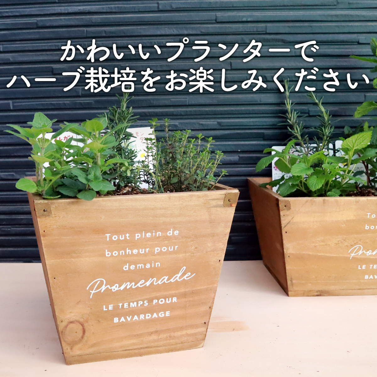 ハーブ栽培キット