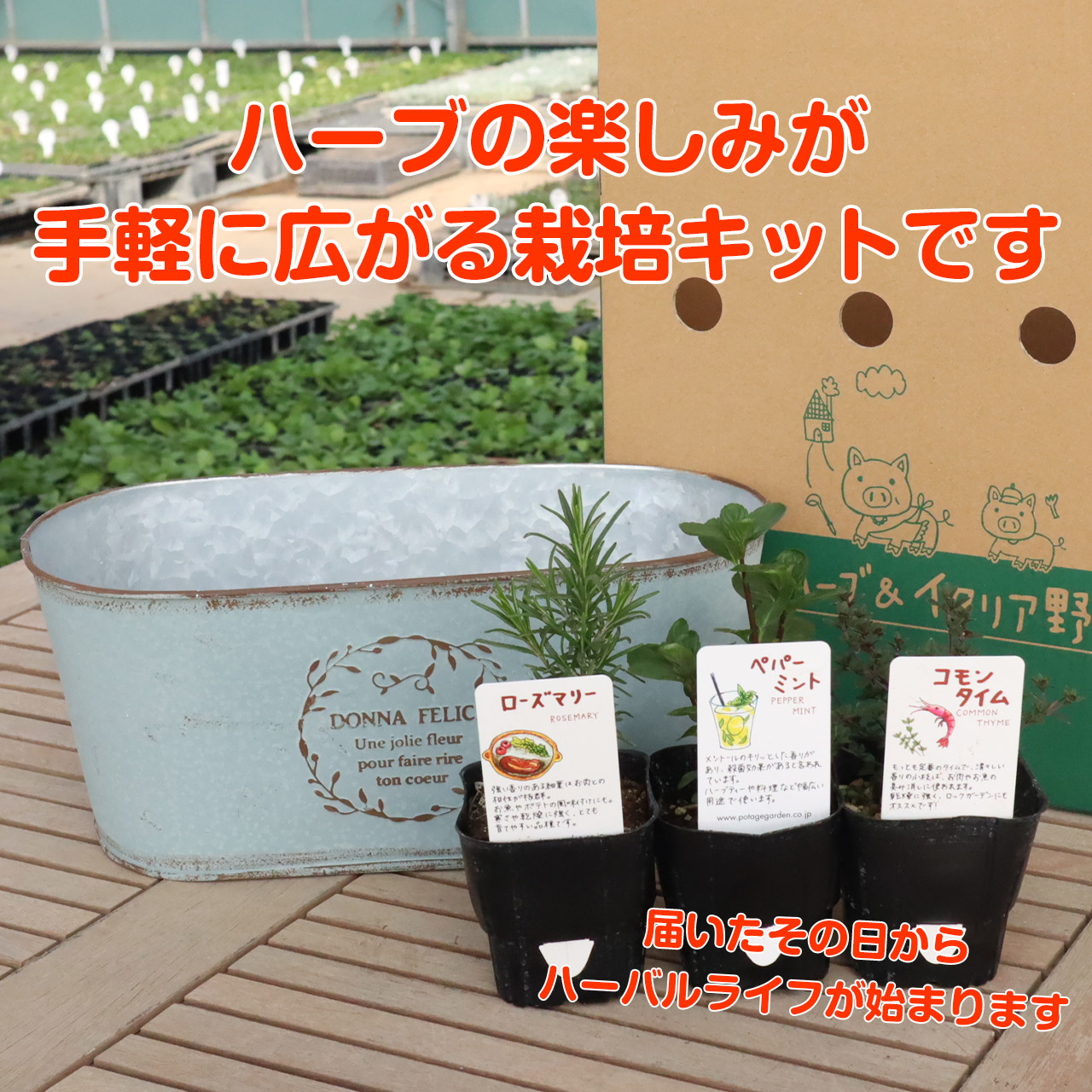 66％以上節約 friendly サボテン ラベンダー 栽培キット カクタス ミント eco 秋 バジル パセリ ストロベリー