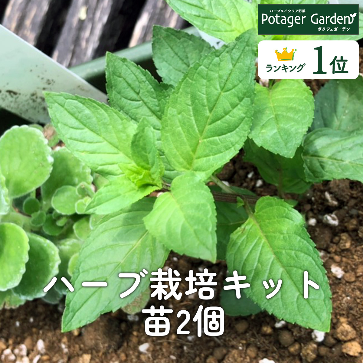 ハーブ栽培キット