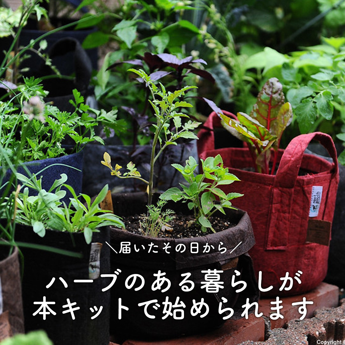 ハーブ栽培キット