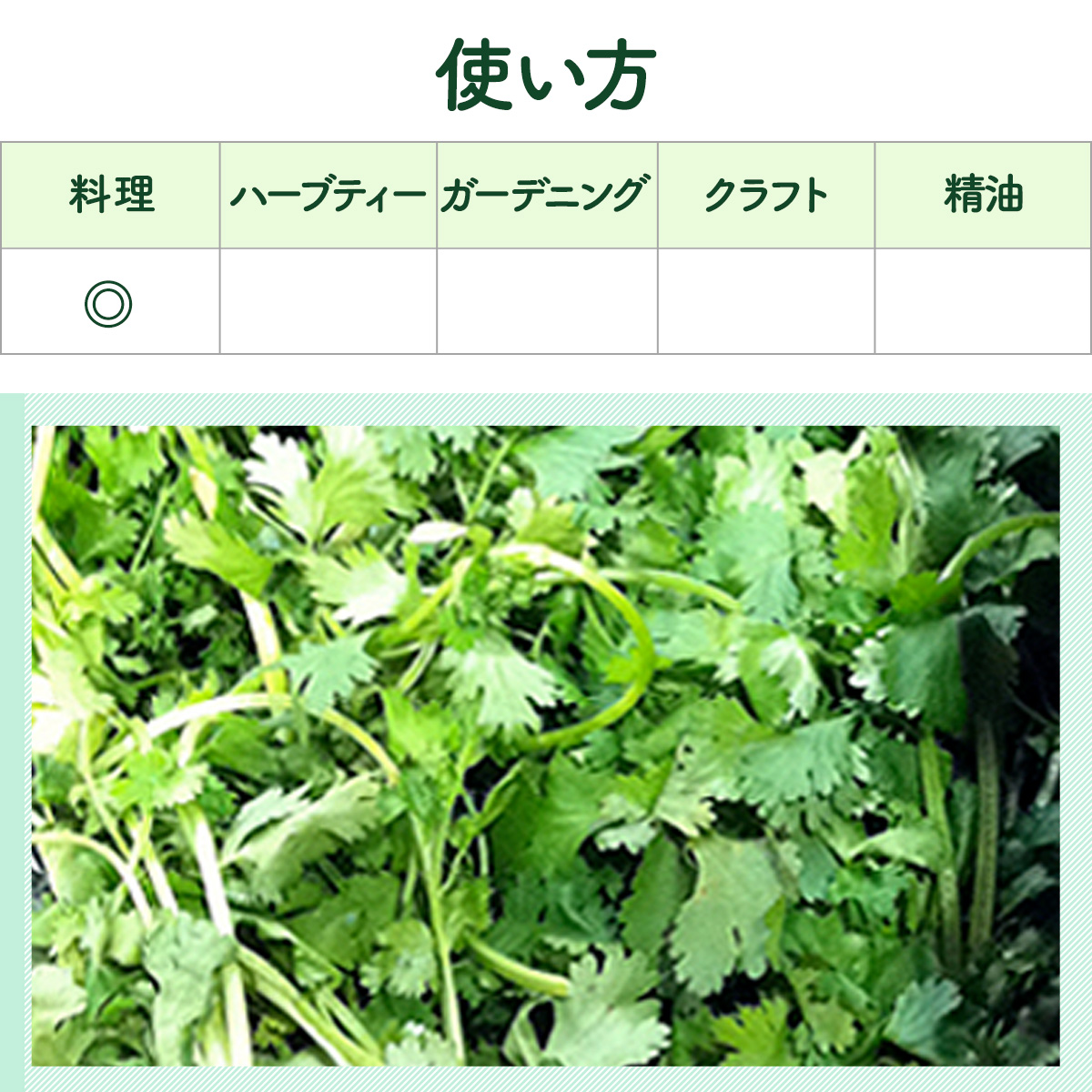 ハーブ 苗 パクチー 種類 栽培 コリアンダー ハーブガーデン ハーブティー 花 ガーデニング 栽培キット Kitchen Coriander ハーブ苗のポタジェガーデン 通販 Yahoo ショッピング