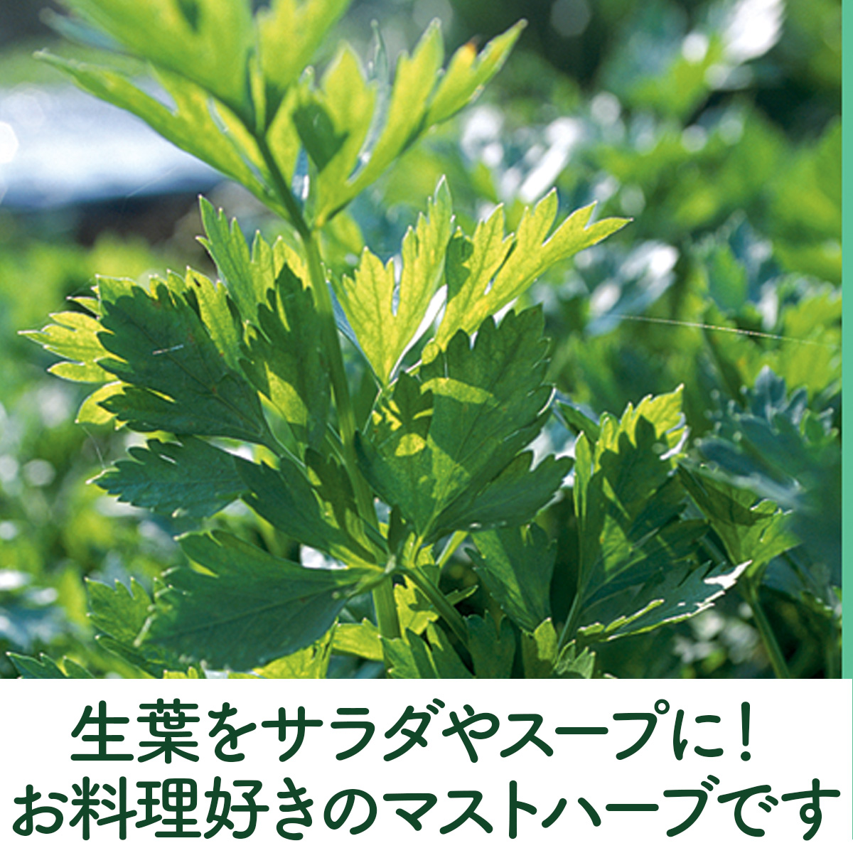 ハーブ 苗 イタリアンパセリ 種類 栽培 ハーブガーデン ハーブティー 花 ガーデニング 栽培キット Kitchen Pasley1 ハーブ苗のポタジェガーデン 通販 Yahoo ショッピング