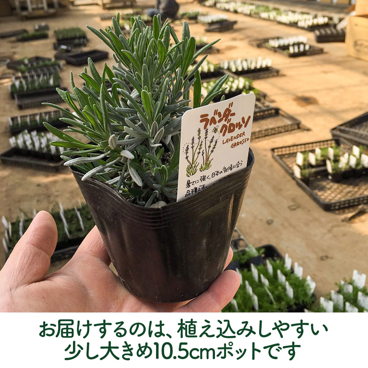 ラベンダー グロッソ ハーブ 苗 10 5cm ストエカス 鉢植え イングリッシュ パープル 紫 フレンチラベンダー 母の日 ポプリ エッセンシャルオイル Lav Grosso10 ハーブ苗のポタジェガーデン 通販 Yahoo ショッピング