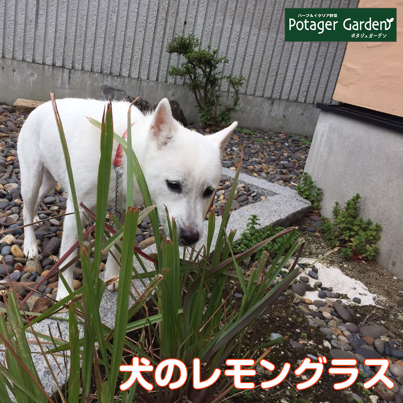 ハーブ 苗 レモングラス 犬用 苗木 ハーブティー ハーブ苗専門店 感動する香り Herb Lemongrass Dog ハーブ苗のポタジェガーデン 通販 Yahoo ショッピング