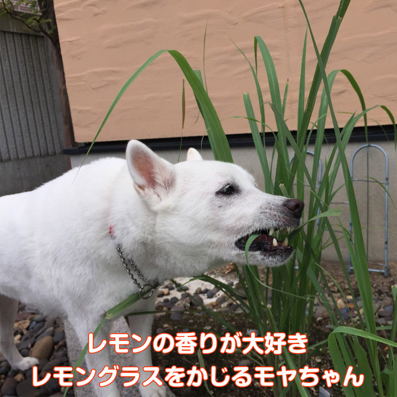 ハーブ 苗 レモングラス 犬用 苗木 ハーブティー ハーブ苗専門店 感動する香り Herb Lemongrass Dog ハーブ苗のポタジェガーデン 通販 Yahoo ショッピング