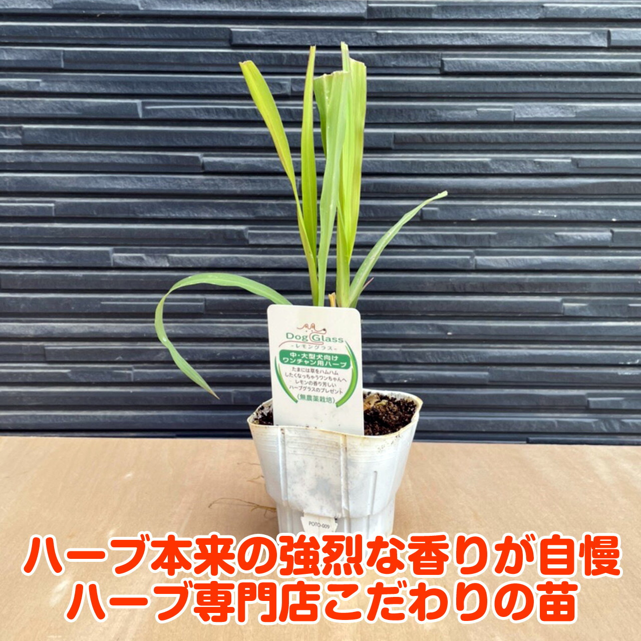 ハーブ 苗 レモングラス 犬用 苗木 ハーブティー ハーブ苗専門店 感動する香り Herb Lemongrass Dog ハーブ苗のポタジェガーデン 通販 Yahoo ショッピング