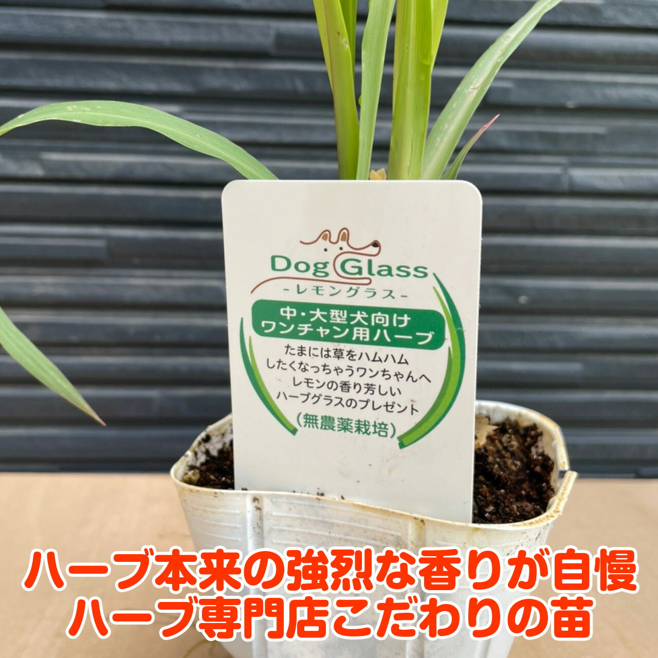 ハーブ 苗 レモングラス 犬用 苗木 ハーブティー ハーブ苗専門店 感動する香り Herb Lemongrass Dog ハーブ苗のポタジェガーデン 通販 Yahoo ショッピング