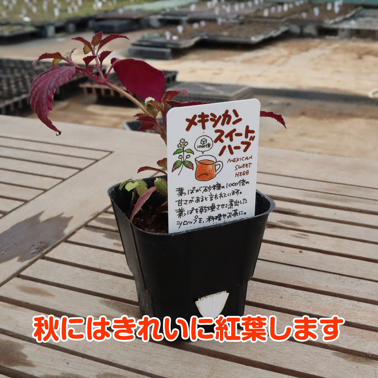 ハーブ 苗 メキシカンスイートハーブ（花苗 苗木 多年生 多年草 栽培 寄せ植え 育て方 使い方 野菜 収穫 時期 作り方 乾燥 ドライ）