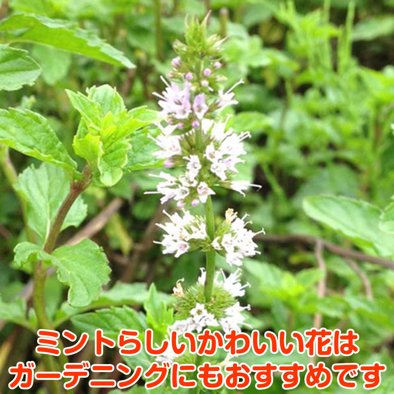 ハーブ 苗 イングリッシュミント 種類 栽培 ハーブティー ハーブガーデン ミントオイル 育て方 苗木 果樹 栽培キット 栽培セット Mint English ハーブ苗のポタジェガーデン 通販 Yahoo ショッピング