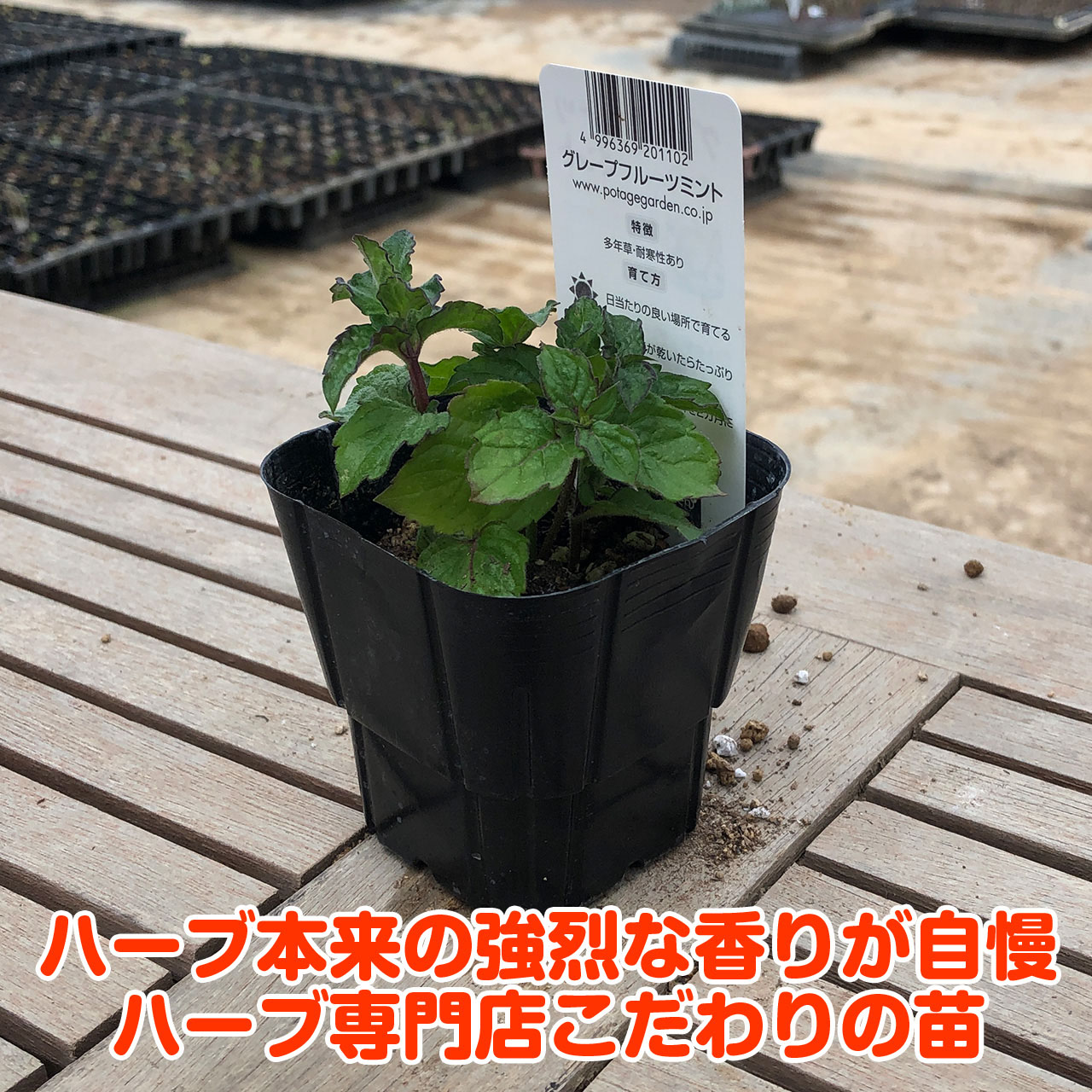 適当な価格 観葉植物 ハーブ苗 ミント クールミント ３号 １ポット 家庭菜園 Riosmauricio Com