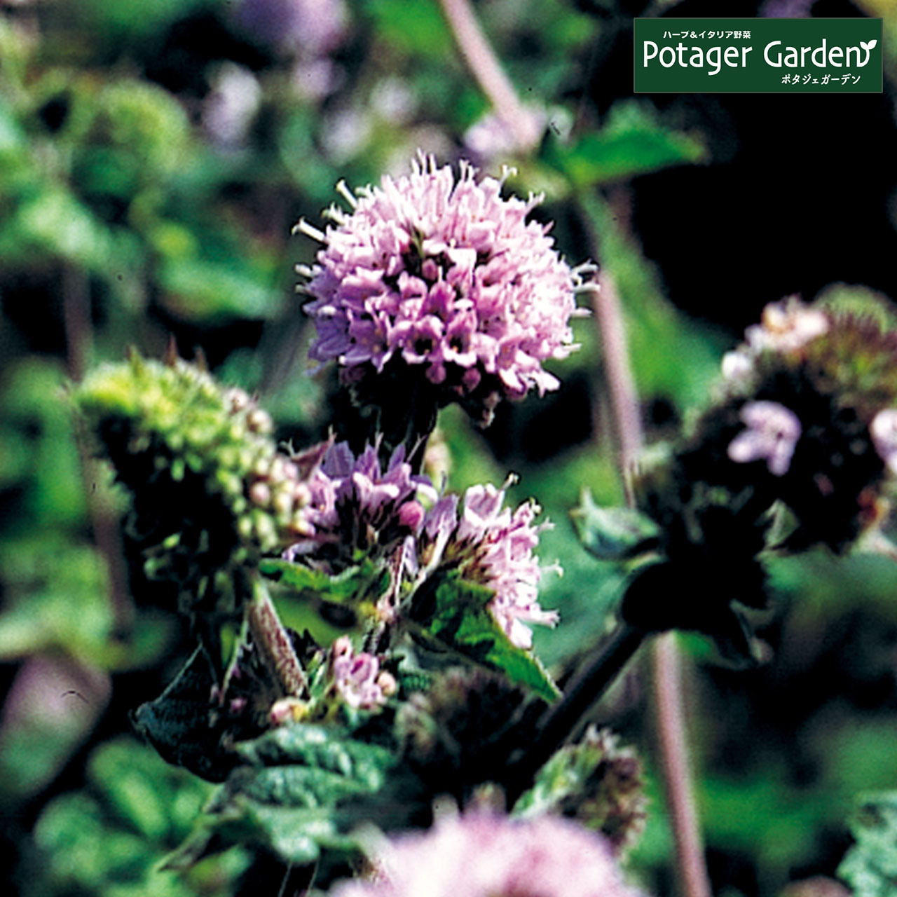 ハーブ 苗 グレープフルーツミント（種類 栽培 ハーブティー ハーブ