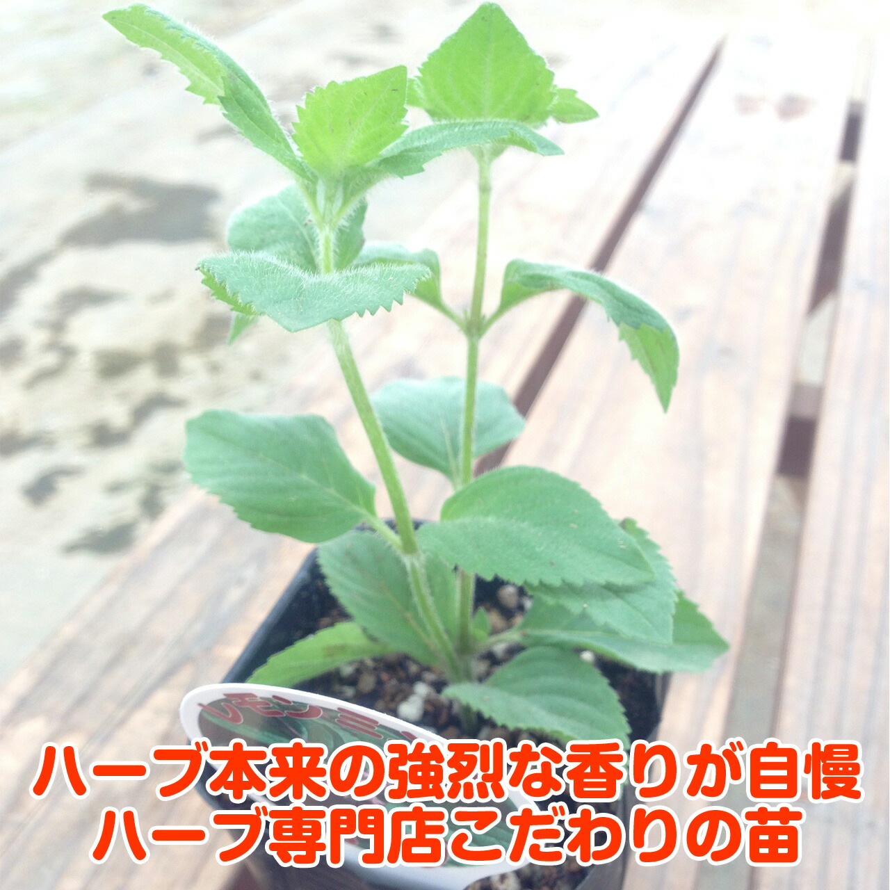 レモンミント 株分 苗 レモンの風味があるフルーティーな香り