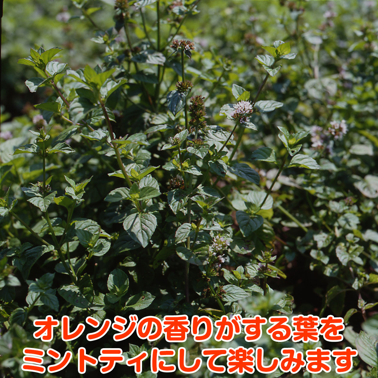 ハーブ 苗 オレンジミント 種類 栽培 ハーブティー ハーブガーデン ミントオイル 育て方 苗木 果樹 栽培キット 栽培セット Mint Orange ハーブ苗のポタジェガーデン 通販 Yahoo ショッピング