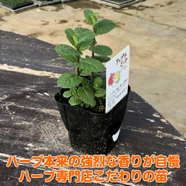 ハーブ 苗 セット アップルミント5個（種類 栽培 ハーブティー ハーブ