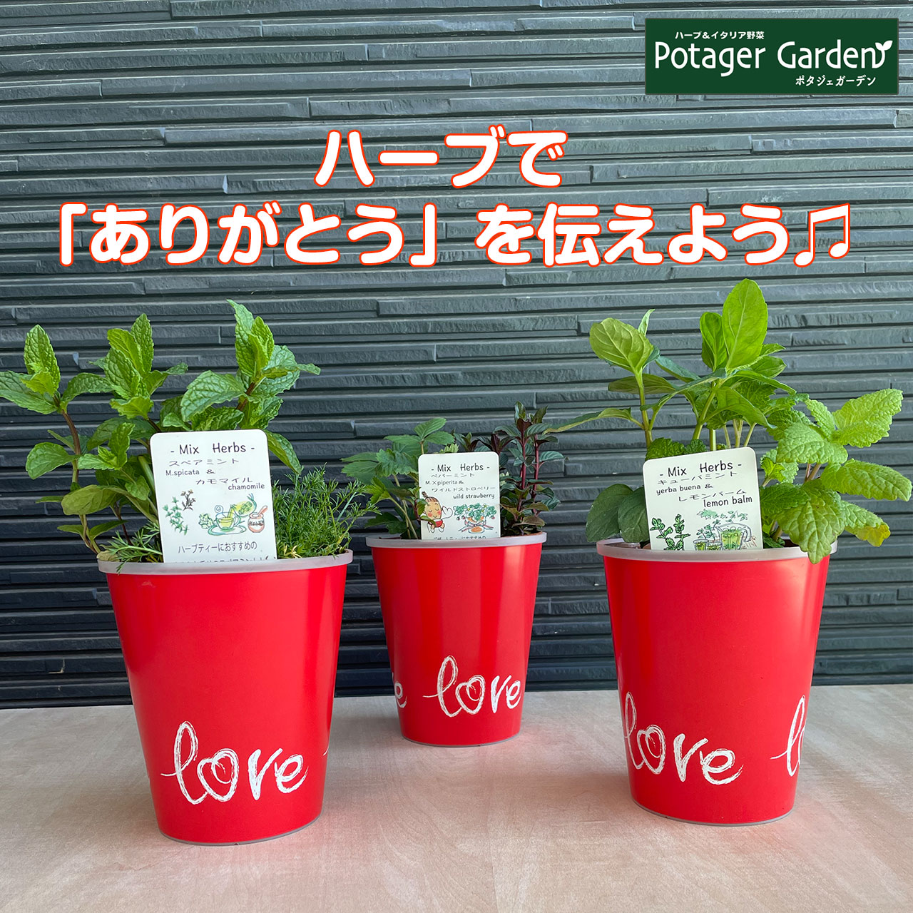 母の日 ギフト ハーブ 苗 寄せ植え（ミント 可愛い プレゼント
