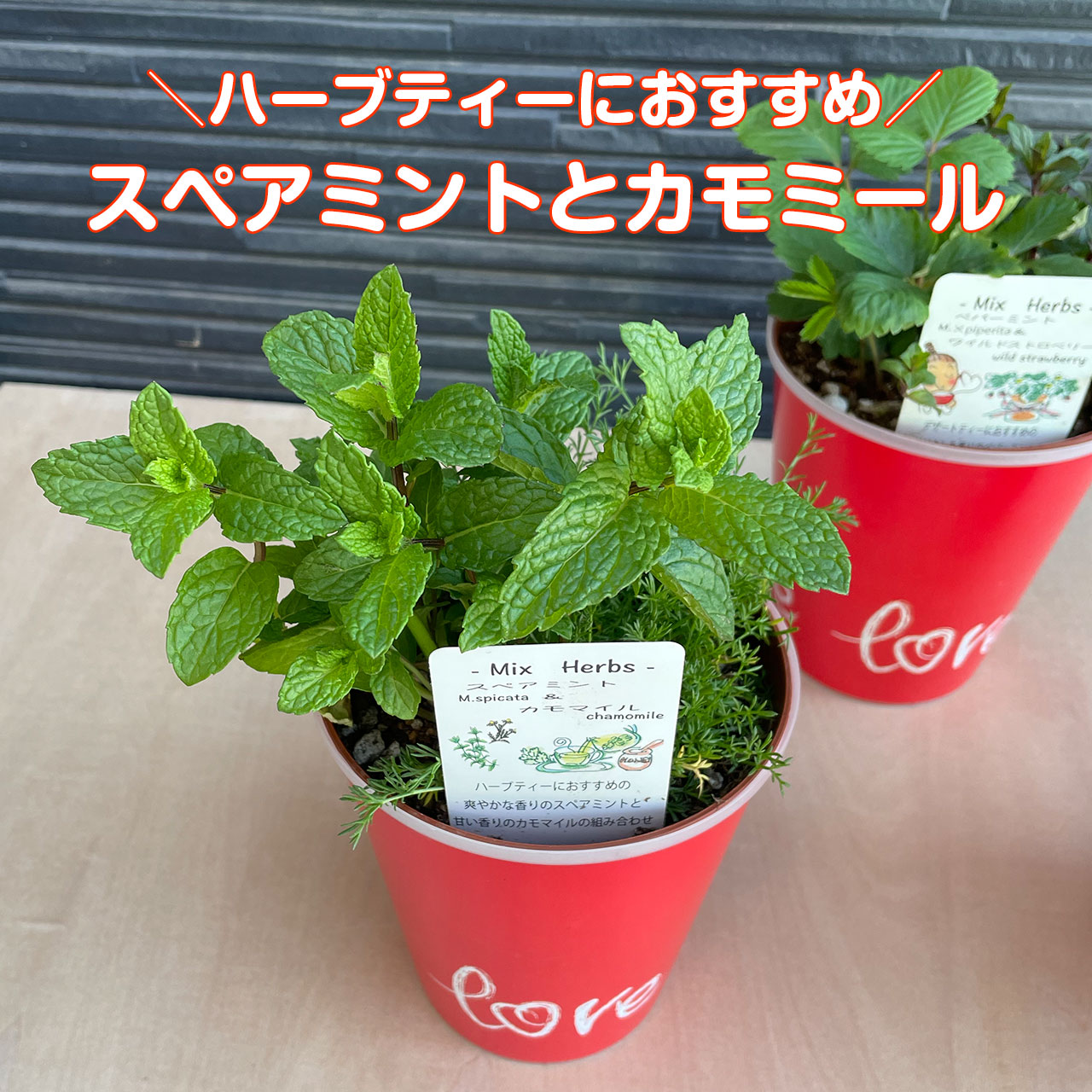 母の日 ギフト ハーブ 苗 寄せ植え（ミント 可愛い プレゼント 