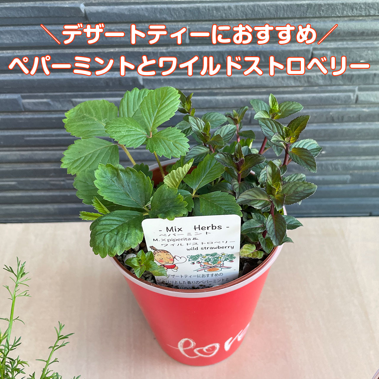 母の日 ギフト ハーブ 苗 寄せ植え（ミント 可愛い プレゼント