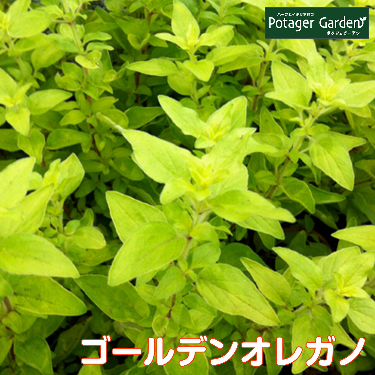 ハーブ 苗 ゴールデンオレガノ 種類 栽培 ハーブガーデン ハーブティー 花 ガーデニング 栽培キット Oregano Gold ハーブ苗のポタジェガーデン 通販 Yahoo ショッピング